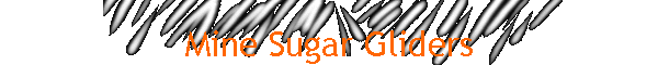 Mine Sugar Gliders